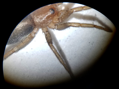 Herpyllus propinquus