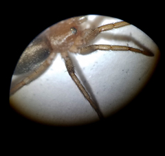 Herpyllus propinquus