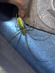 Tetragnatha viridis