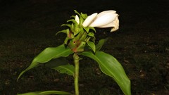 Costus arabicus