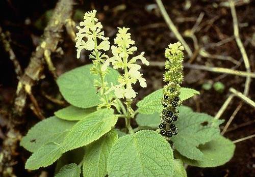 Molokai phyllostegia (Phyllostegia hirsuta)