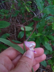 Cleistesiopsis oricamporum