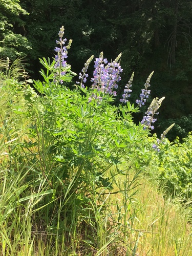 Lupinus argenteus var. laxiflorus