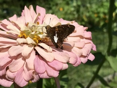 Epargyreus clarus
