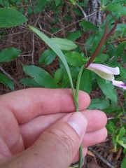 Cleistesiopsis oricamporum