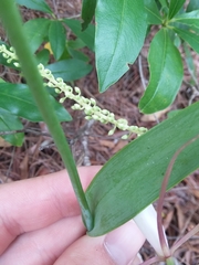 Cleistesiopsis oricamporum