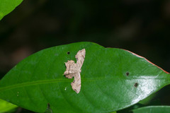 Dysaethria moza