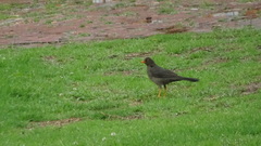 Turdus fuscater