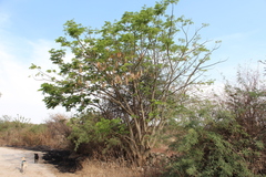 Albizia occidentalis