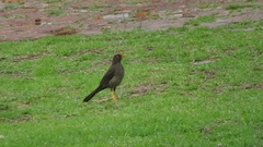 Turdus fuscater