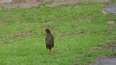Turdus fuscater