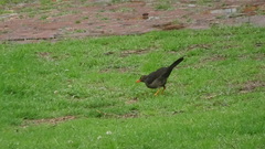 Turdus fuscater