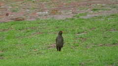 Turdus fuscater