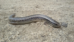 Chalcides ocellatus tiligugu