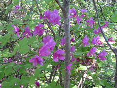 Rhododendron dilatatum