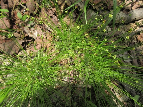 Carex hakonensis iNat (1)