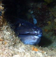 Conger marginatus