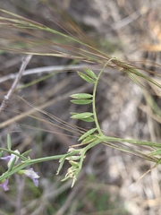 Vicia ludoviciana