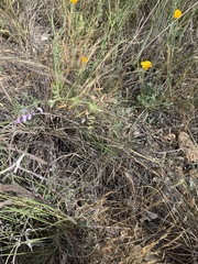 Vicia ludoviciana