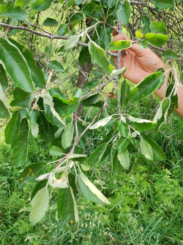 Image of Malus ioensis by no rights reserved