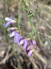 Vicia ludoviciana