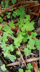 Lactuca indica