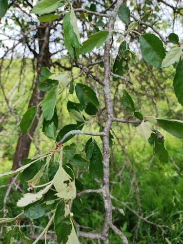 Image of Malus ioensis by no rights reserved