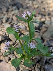 Plectritis macrocera
