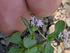 Plectritis macrocera