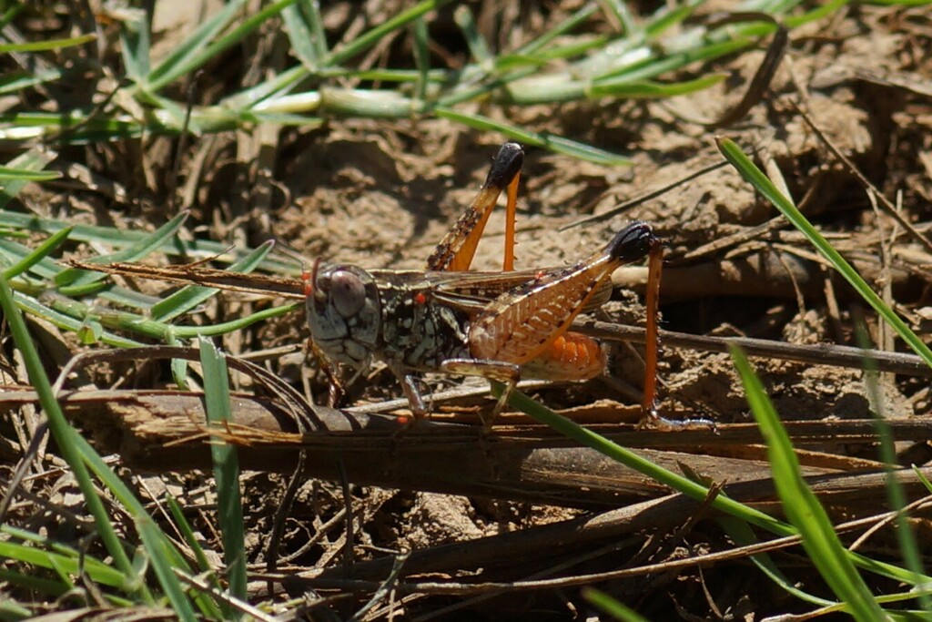 Caloptilla