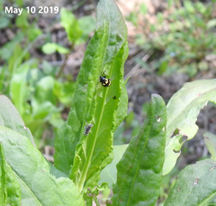 Gallerucida bifasciata