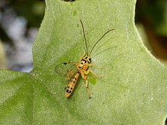 Xanthopimpla rhopaloceros