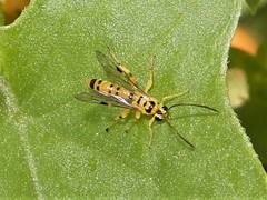 Xanthopimpla rhopaloceros