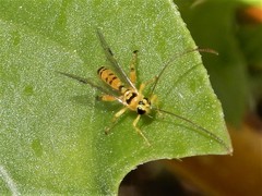 Xanthopimpla rhopaloceros