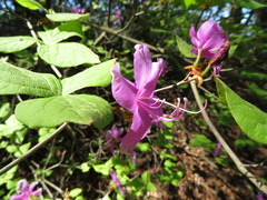 Rhododendron dilatatum