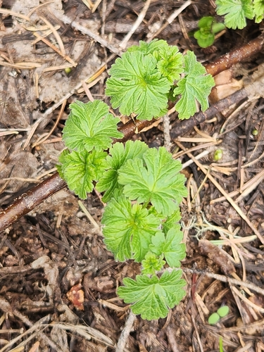 Image of Ribes lobbii by (c) Merlla McLaughlin, some rights reserved (CC BY)
