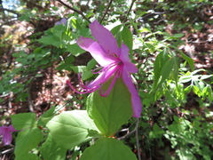 Rhododendron dilatatum