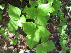 Rhododendron dilatatum