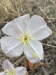 Oenothera albicaulis