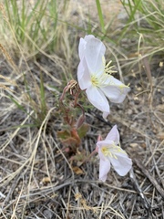 Oenothera albicaulis