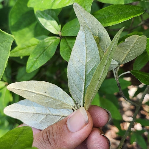 Image of Croton alabamensis by no rights reserved