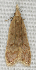 Dichomeris punctidiscellus
