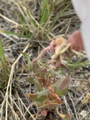 Oenothera albicaulis