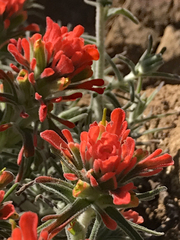 Castilleja affinis affinis