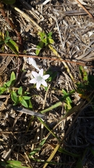 Richardia grandiflora