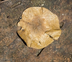Pterocarpus rohrii