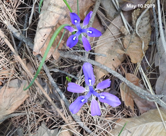 Iris rossii