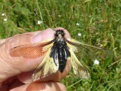 Libelloides coccajus