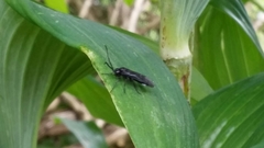 Phymatocera aterrima