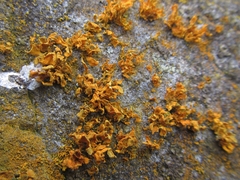 Teloschistes velifer